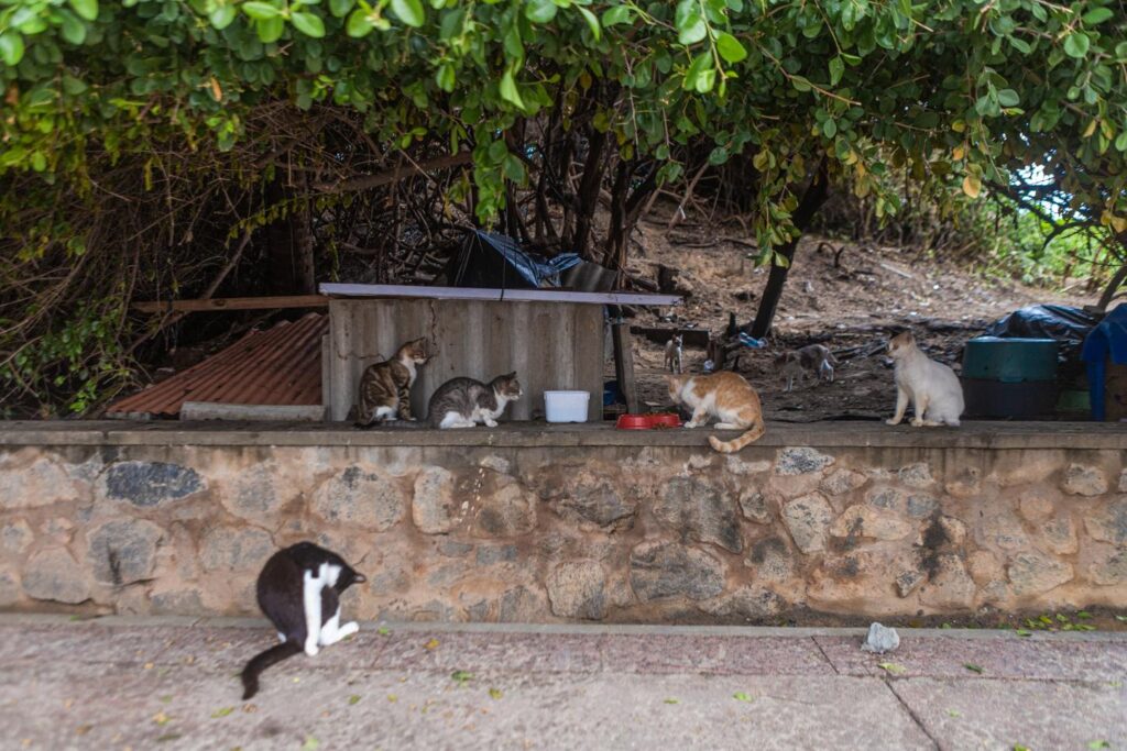 Capa: Colônia de gatos em Piatã terá contenção durante Réveillon Gospel em Salvador