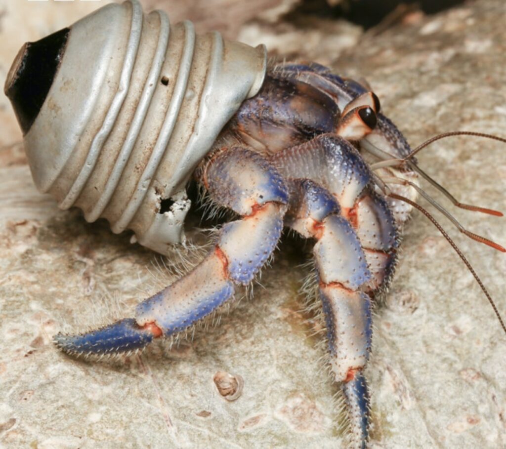 Capa: Lixo descartado no mar tem sido usado por caranguejos eremitas como armadura