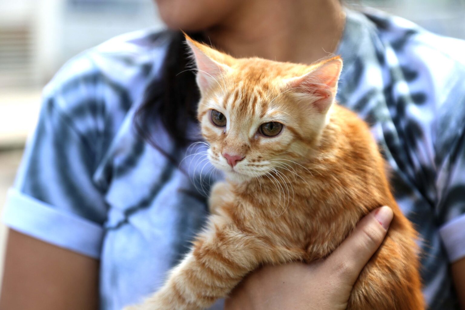 Capa: Prefeitura realiza vacinação gratuita da vacina V4 para gatos na segunda-feira (8)