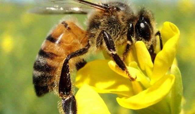 Capa: As fofas abelhas e os “vilões” marimbondos