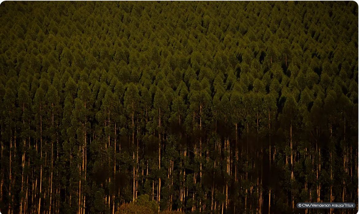 Capa: Câmara retira plantação de eucalipto da lista de atividades poluidoras