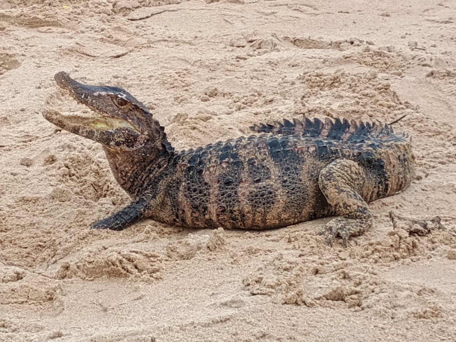 Capa: Jacaré é resgatado na praia de Patamares