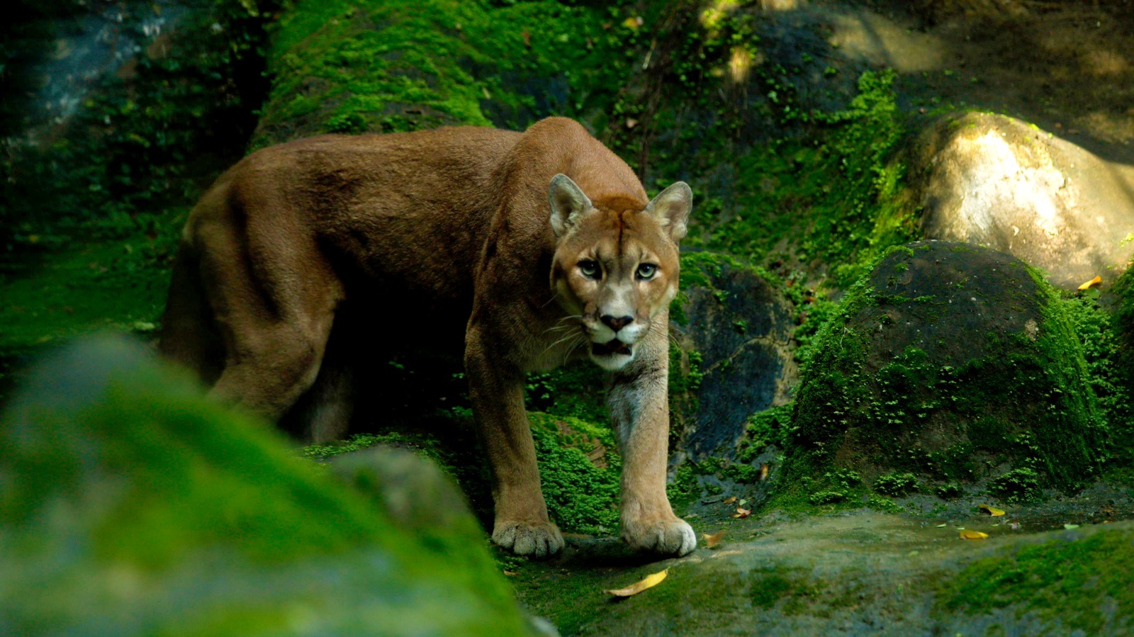 Capa: Parque Zoobotânico da Bahia é reaberto nesta terça-feira (3)