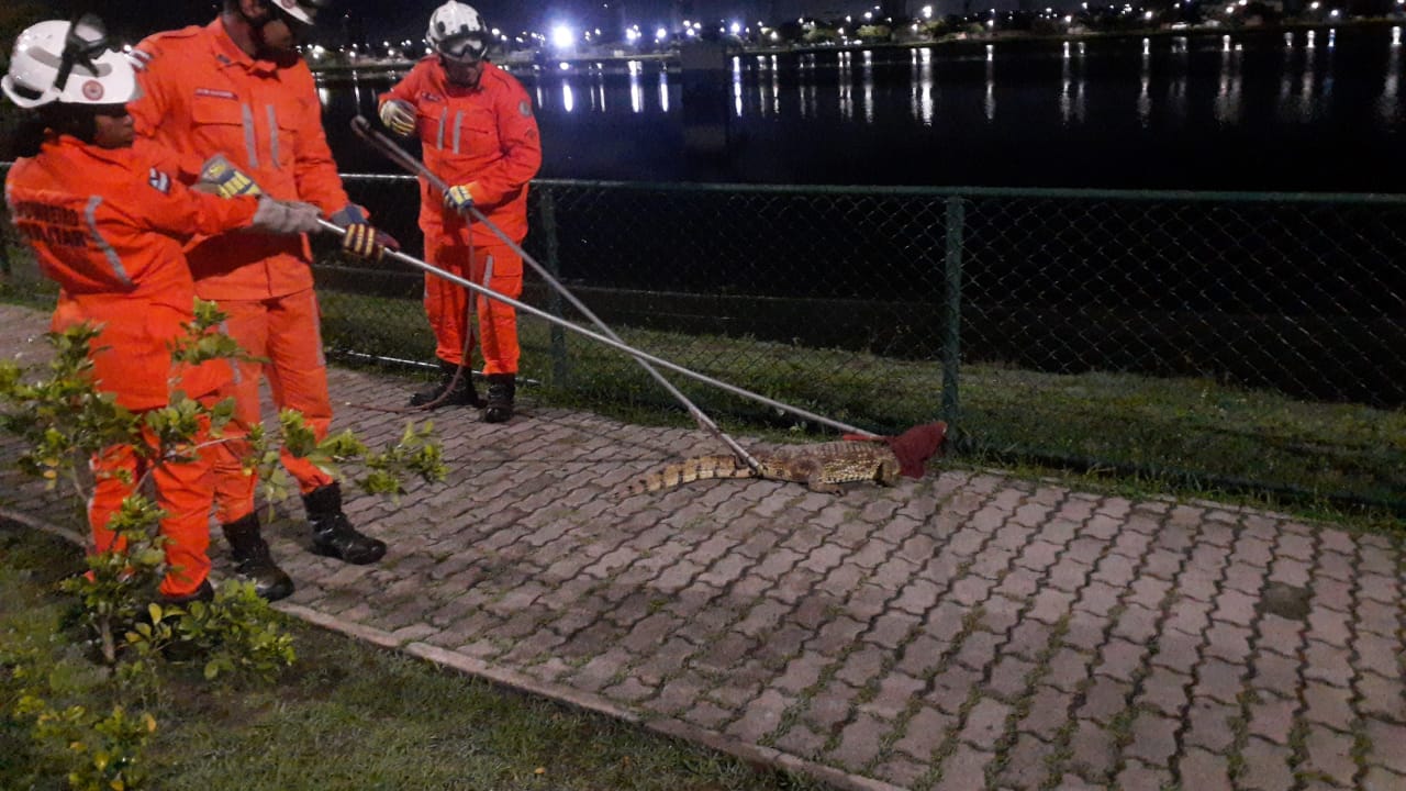 Capa: Dois jacarés são resgatados por bombeiros em Feira de Santana