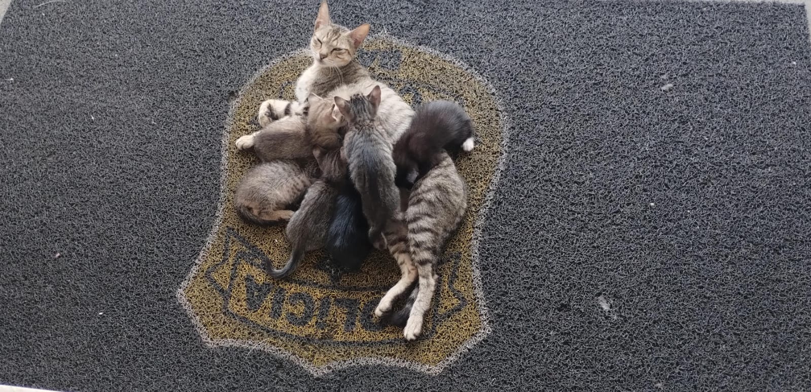 Capa: Gata Pérola encanta servidores da Polícia Civil e tem seis filhotes na 4ª Coorpin de Santo Antônio de Jesus