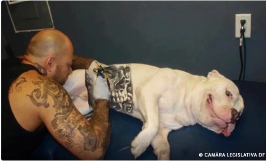 Capa: Governo sanciona lei que proíbe tatuagens e piercings em cães e gatos