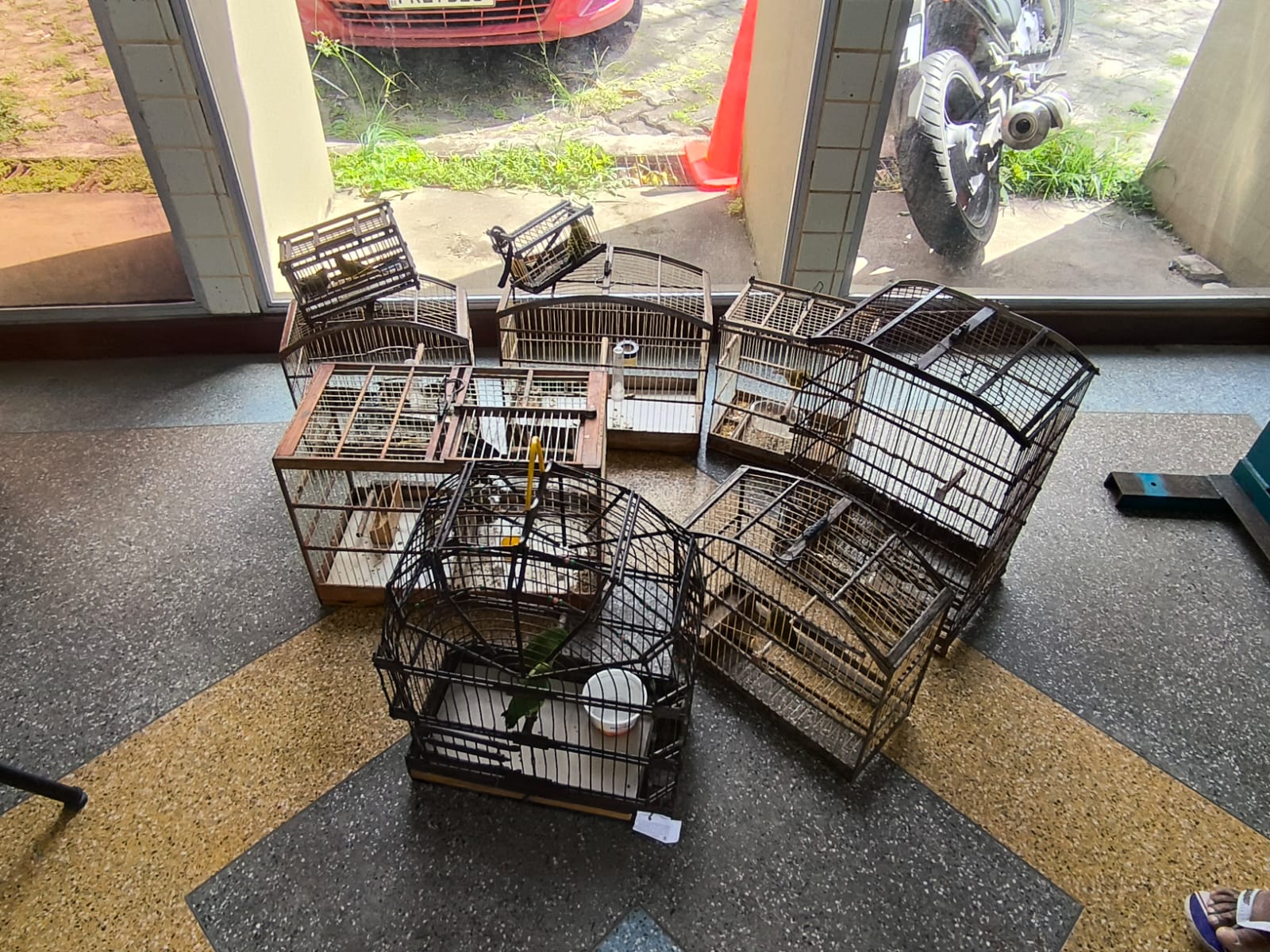 Capa: PM resgata 18 aves silvestres durante operação de combate ao comércio ilegal em Salvador