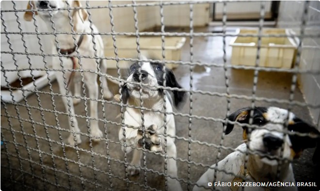 Capa: Projeto aprovado na Câmara proíbe uso de animais em testes cosméticos