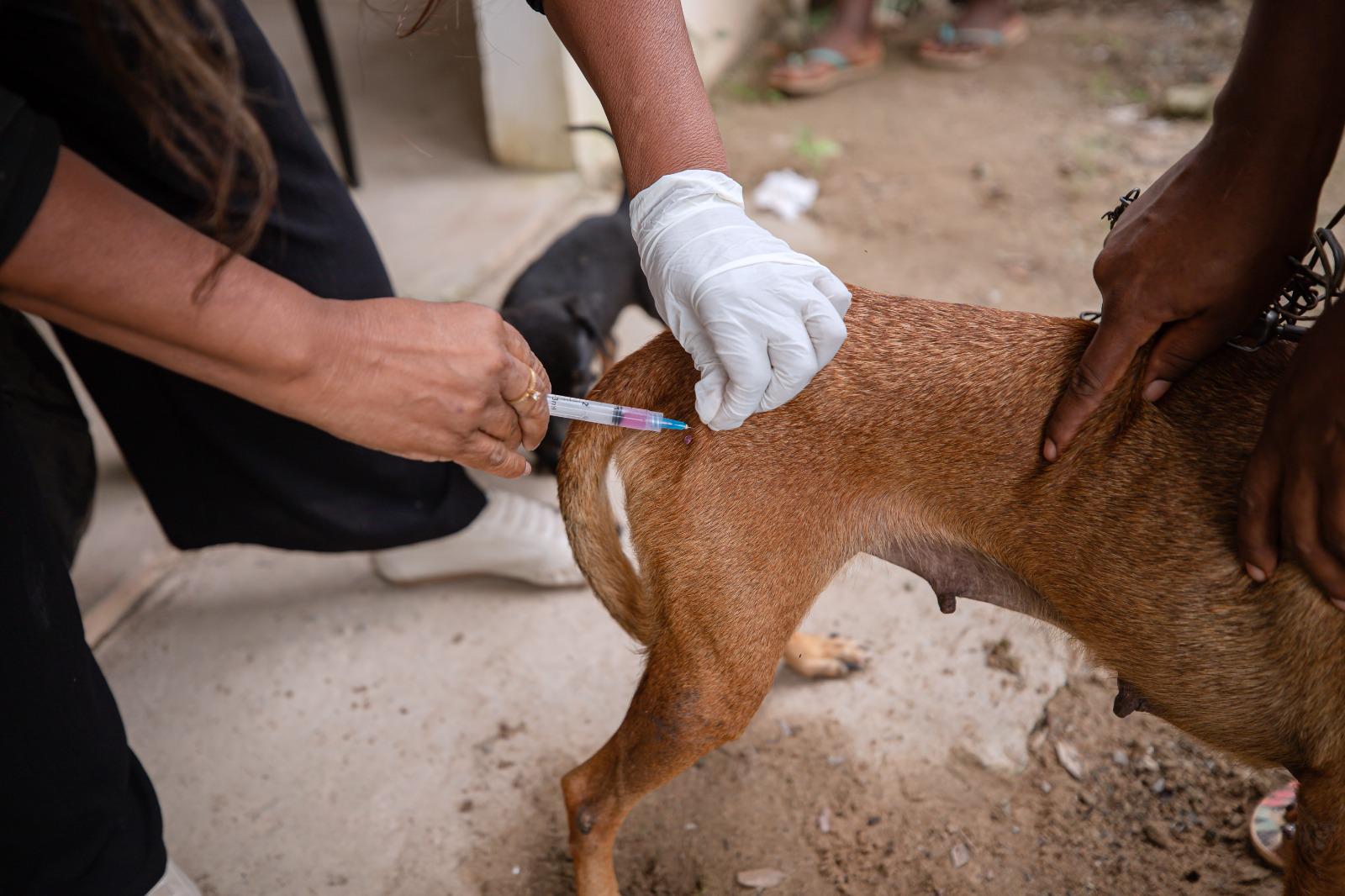 Capa: Dia D da vacinação antirrábica em Lauro de Freitas acontece neste sábado (30)