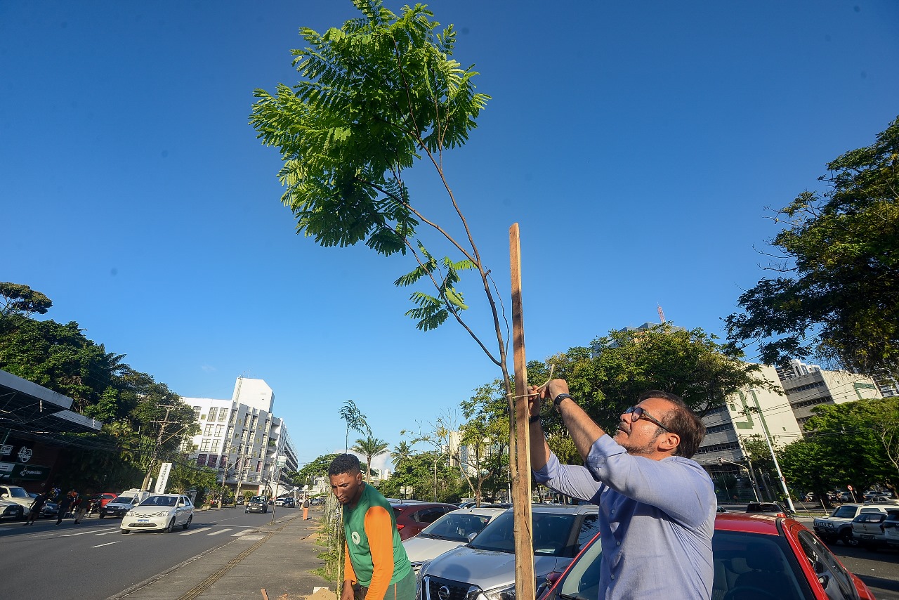Capa: Salvador bate recorde e encerra Operação Plantio-Chuva 2025 com 12,6 mil árvores plantadas