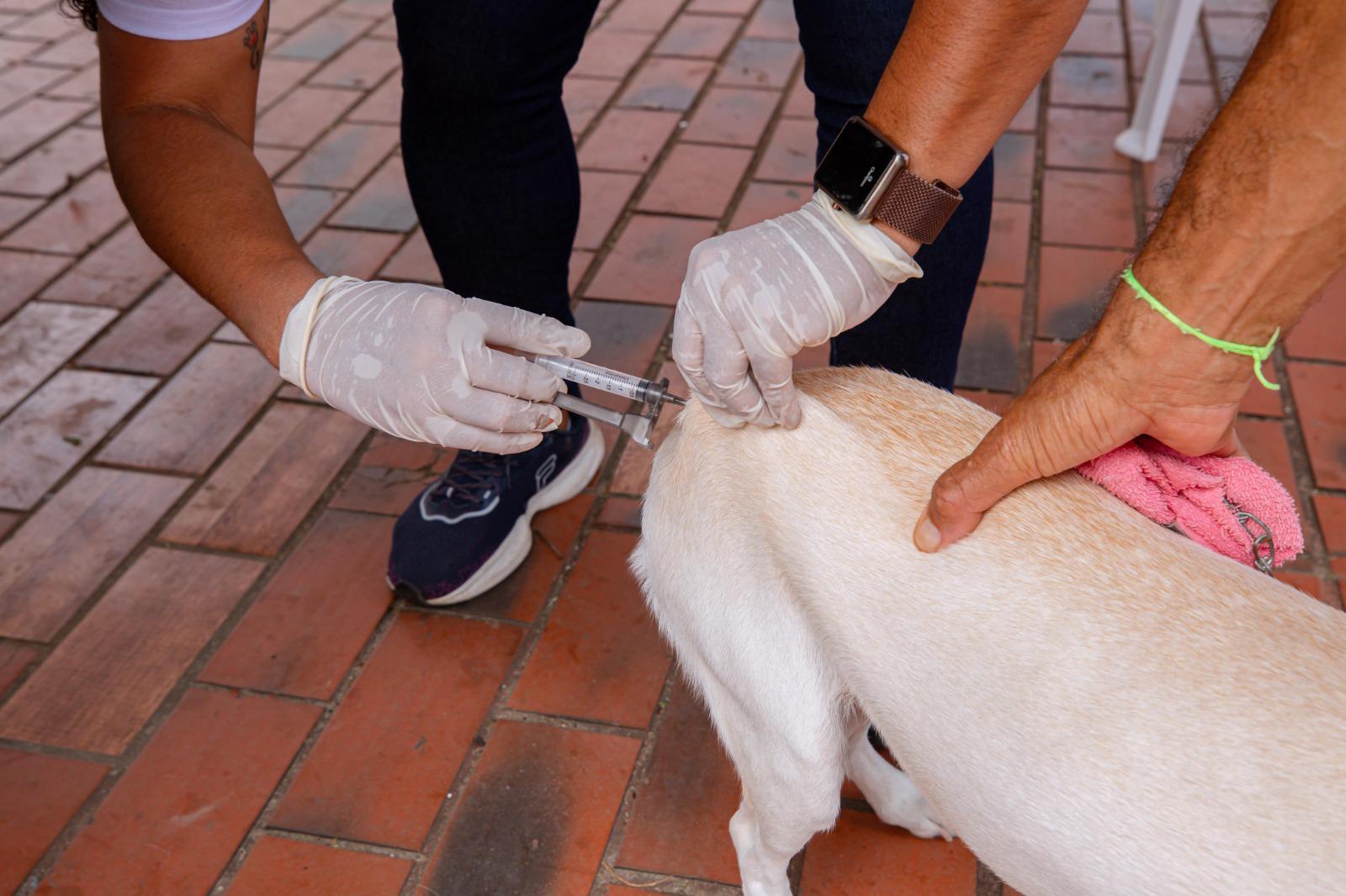 Capa: Prefeitura de Lauro de Freitas segue com Campanha de Vacinação Antirrábica para cães e gatos