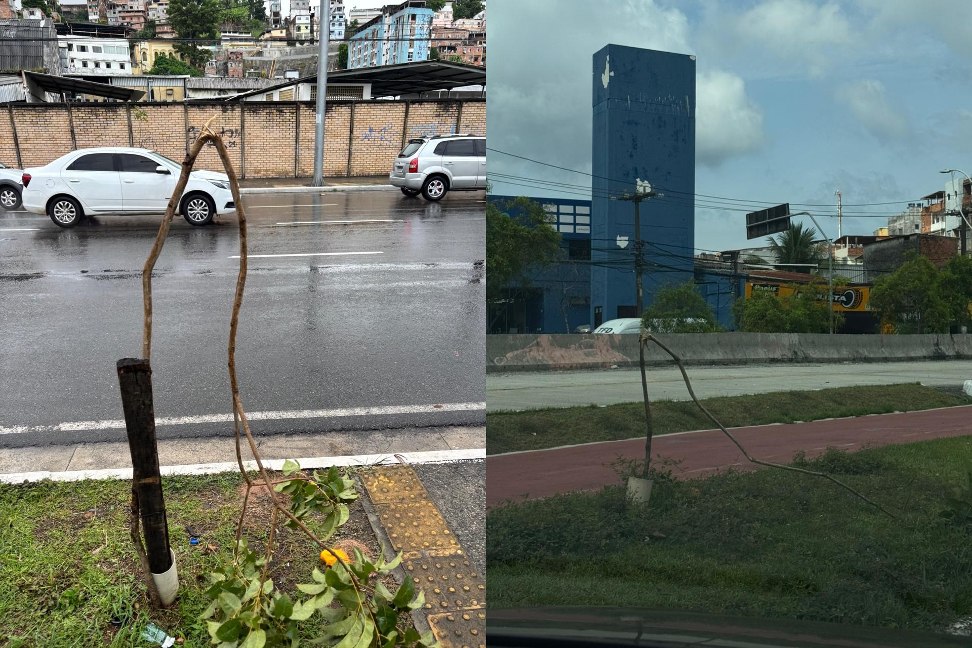 Capa: Prefeitura de Salvador registra casos de vandalismo contra mudas na cidade