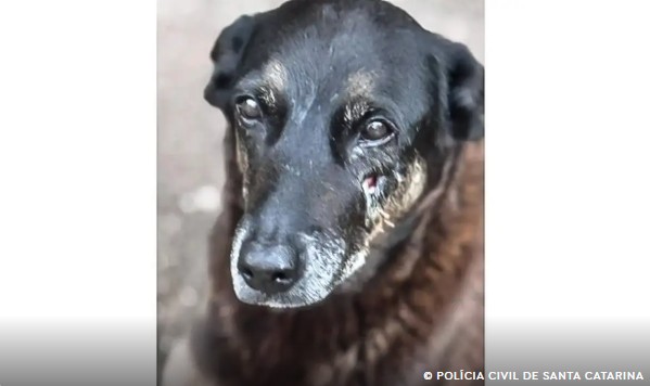 Capa: Caso Orelha: o que se sabe até agora sobre a morte do cão em Santa Catarina