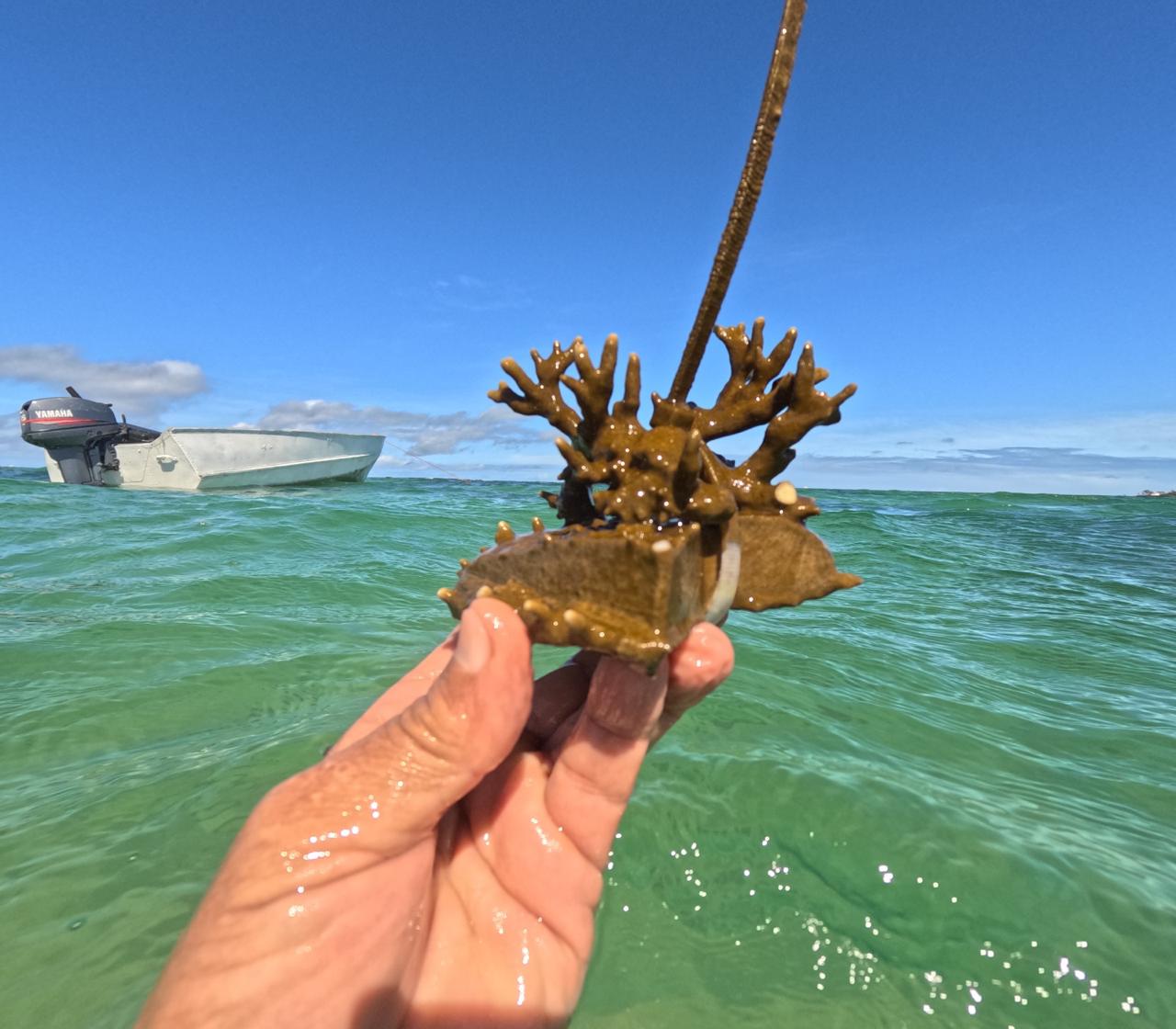 Capa: Projeto Mares retoma ações de restauração coralínea e Educação Ambiental na Ilha de Itaparica