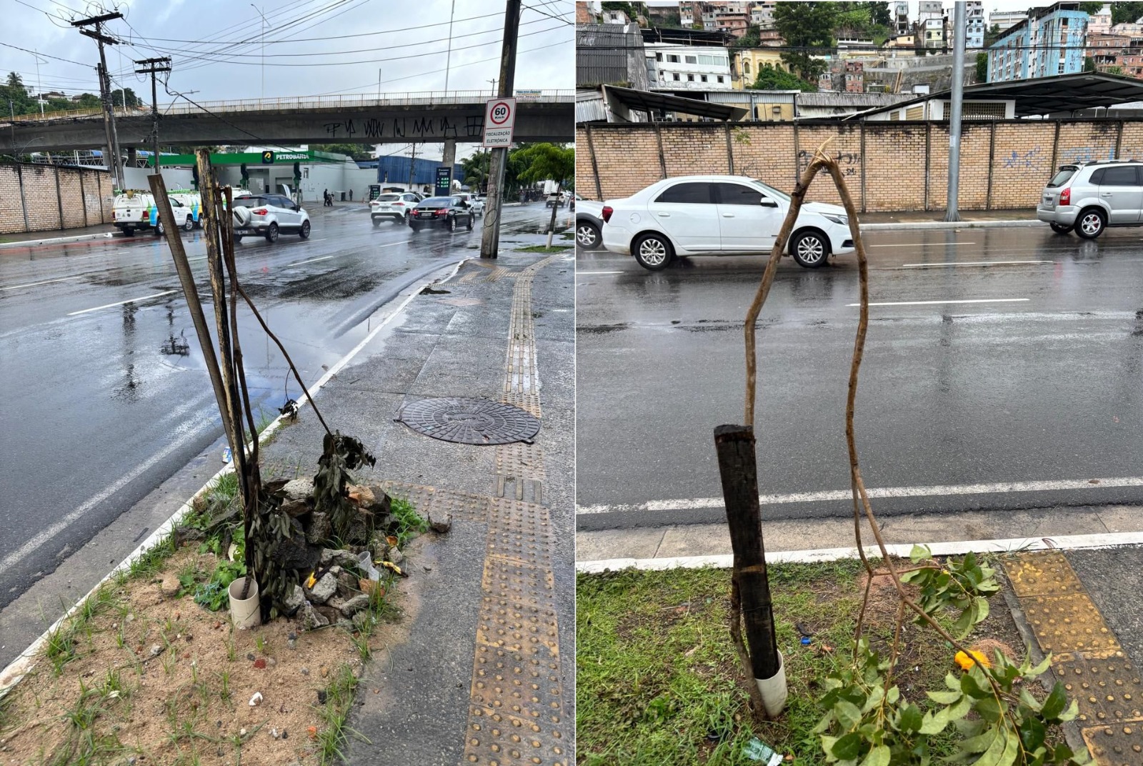 Capa: Vandalismo contra mudas ameaça aumento da arborização urbana em Salvador; prejuízo é de R$ 3 mi