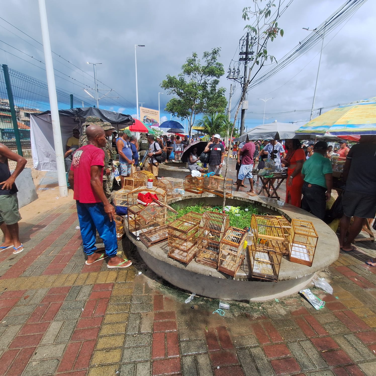 Capa: PMBA resgata 21 aves silvestres na Feira do Rolo da Baixa do Fiscal