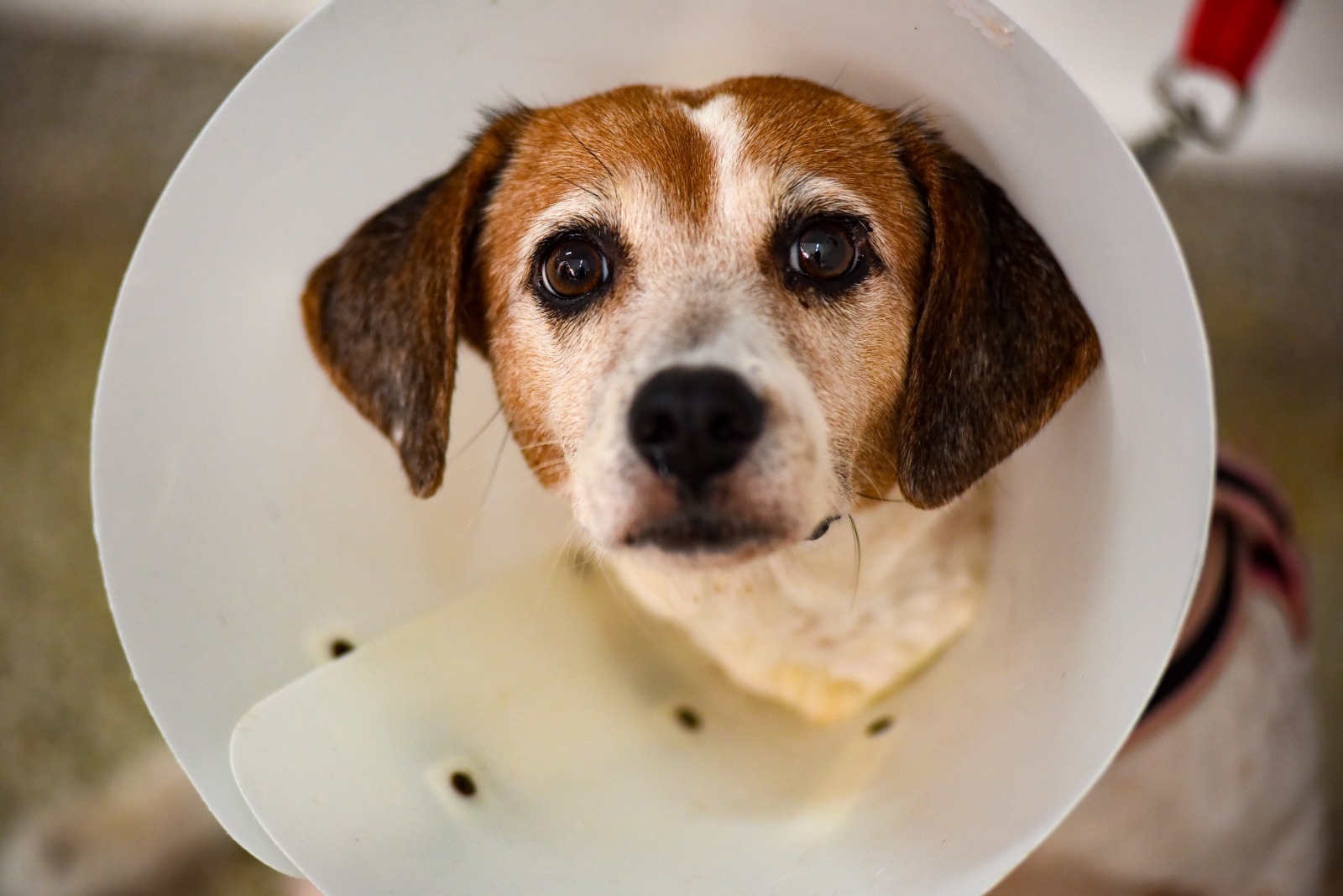 Capa: Hospital Público Veterinário de Salvador reforça campanha contra o abandono de animais