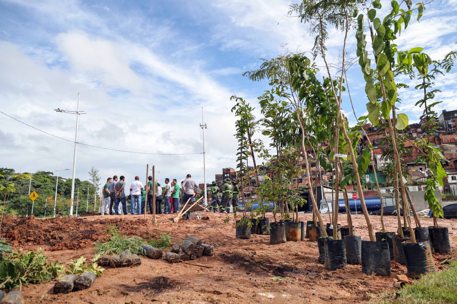 Capa: Salvador ganha primeira microfloresta urbana com mais de 1 mil mudas plantadas entre as avenidas Gal Costa e Jayme Figura