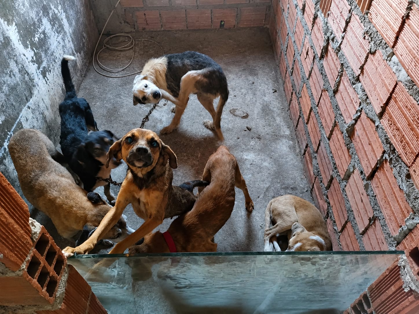 Capa: Homem é preso em Feira de Santana por realizar eutanásia irregular em cães