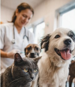 Capa: Bahia inicia Campanha de Vacinação Antirrábica para Cães e Gatos 