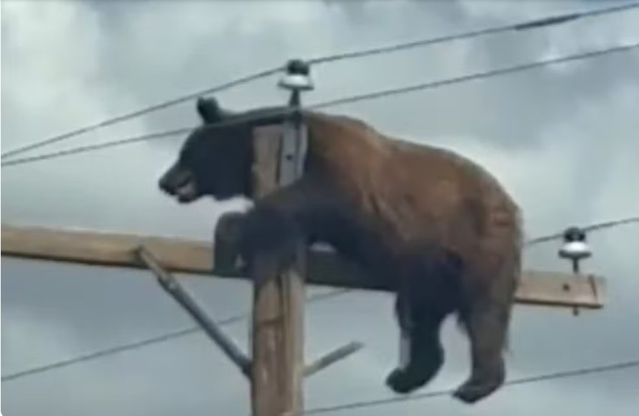 Capa: Urso-negro preso em poste morre eletrocutado após autoridades não desligarem rede elétrica