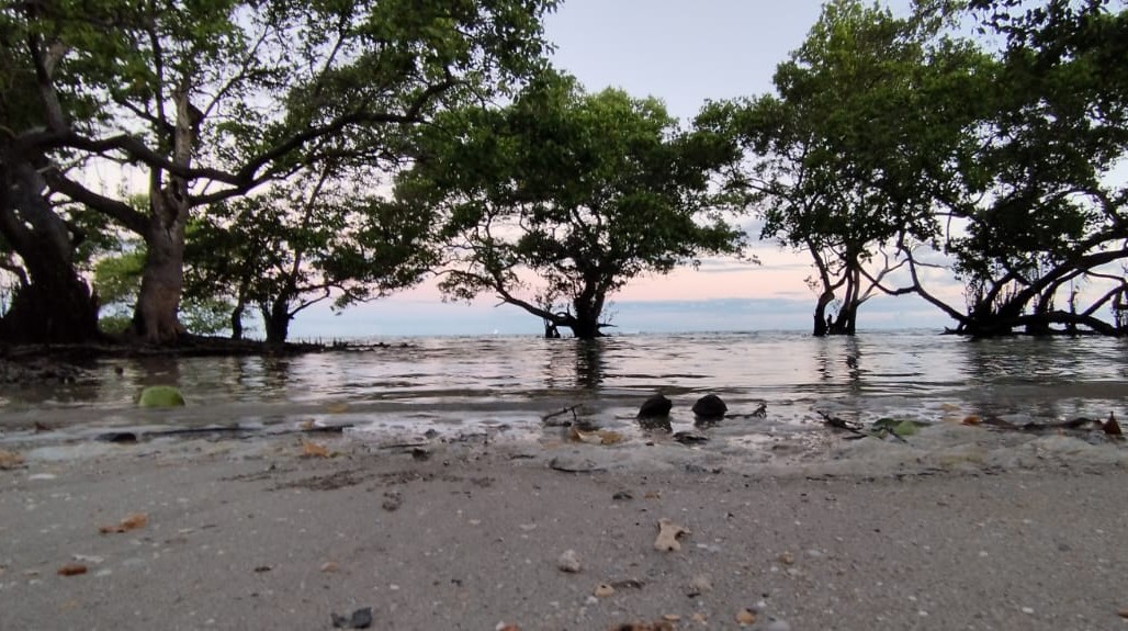 Capa: Ação de educação ambiental celebra o Dia do Manguezal em Itaparica