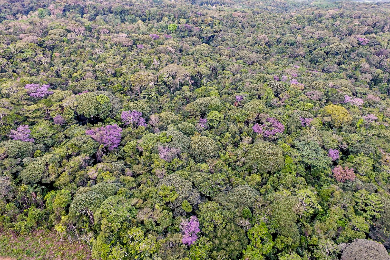 Capa: Mata Atlântica: Reserva Espinita mantém 118 hectares de área preservada no Baixo Sul baiano